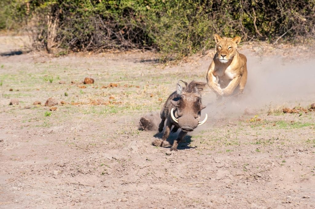 a lion chasing a boar