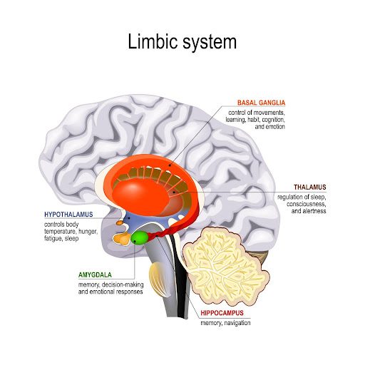 Limbic System